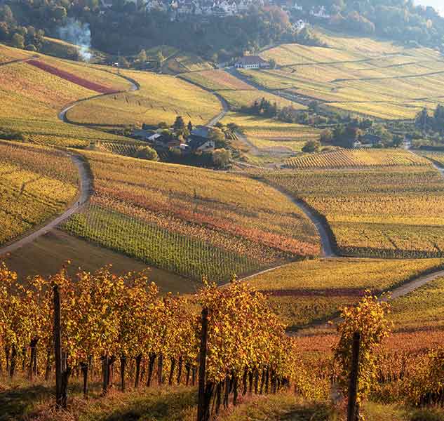 Weinberge im Herbst mit bunten Reben und Landschaft.