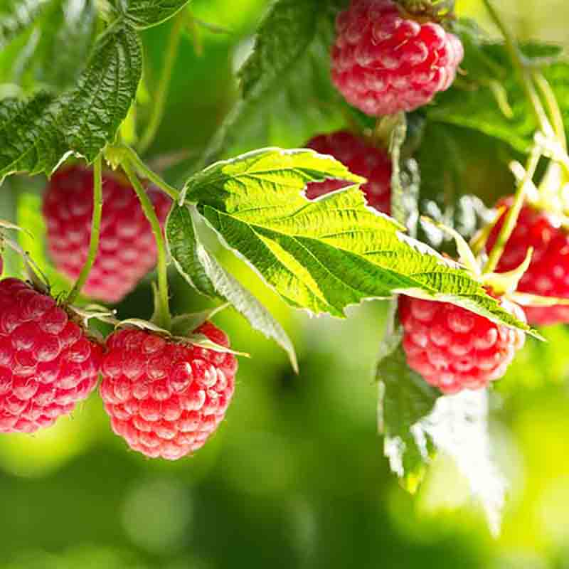 Frische Himbeeren am Strauch in Nahaufnahme.