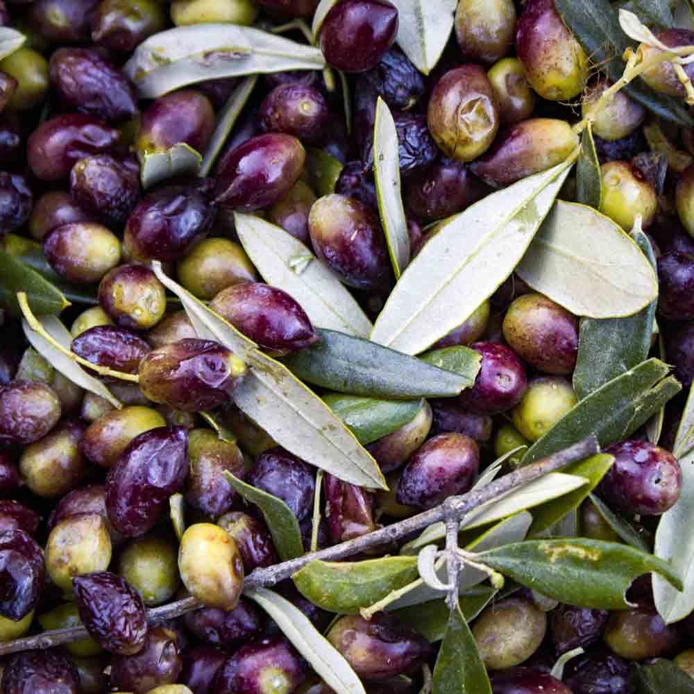 Kalamata-Oliven mit Blättern, Nahaufnahme, grün und violett.