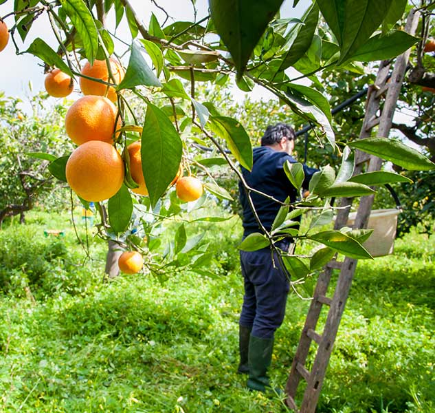 Orangenbaum mit Person und Leiter.