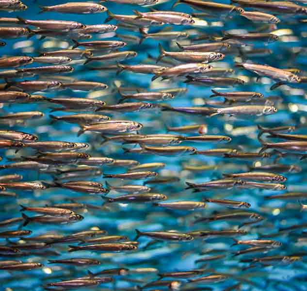 Schwarm kleiner Fische im Wasser.