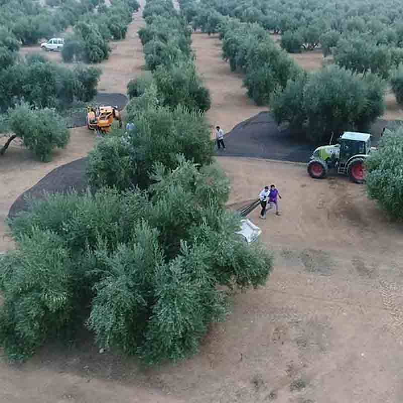 Olivenhain mit Traktor und Arbeitern.