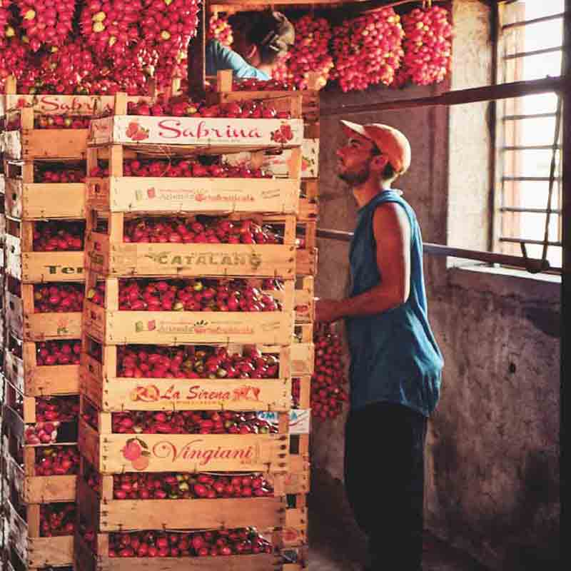 Sonnenverwöhnte Tomaten geerntet und in Kisten gelagert.