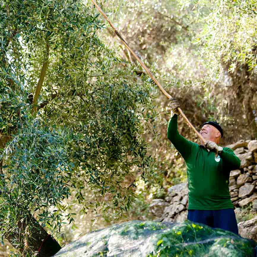 Mann erntet Oliven von Baum mit Stab im Freien.