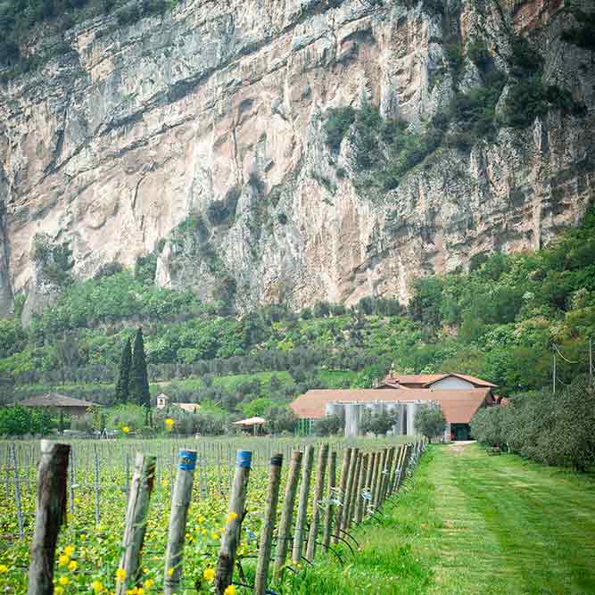 Altolago Chardonnay Vigneti delle Dolomiti IGP 750ml Madonna delle Vittorie