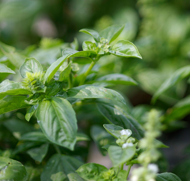 Tomatensauce mit Paprika BIO von Belfiore