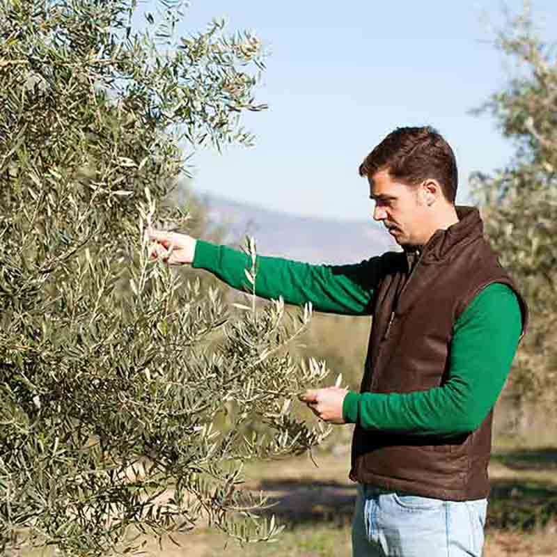 Junande Garcia kontrolliert die Olivenreife und Qualität direkt am Baum