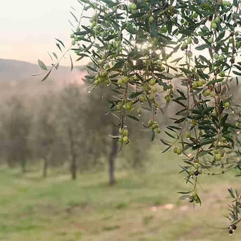 Olivenbaum mit Oliven in einer Landschaft.