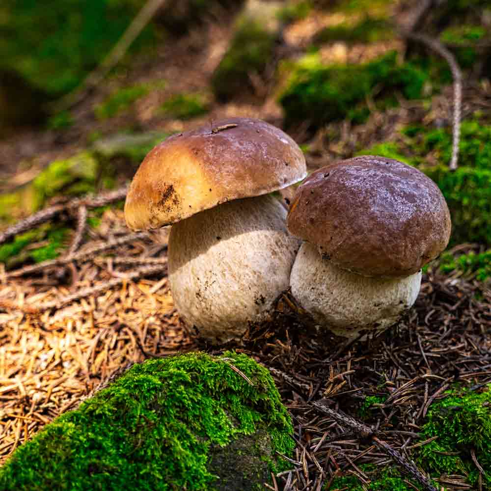 Geschnittene Steinpilze in Olivenöl Ghiotto