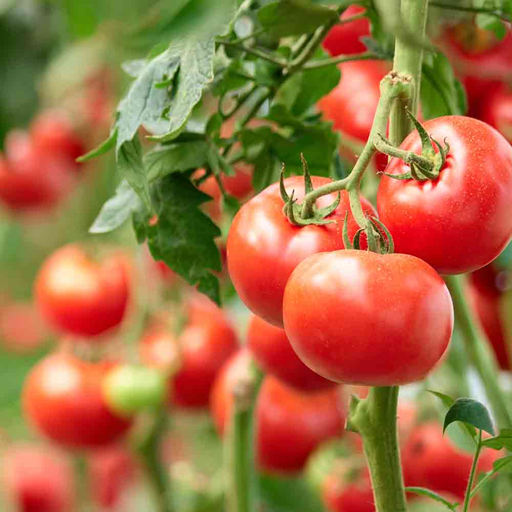 Frische Tomaten auf Strauch