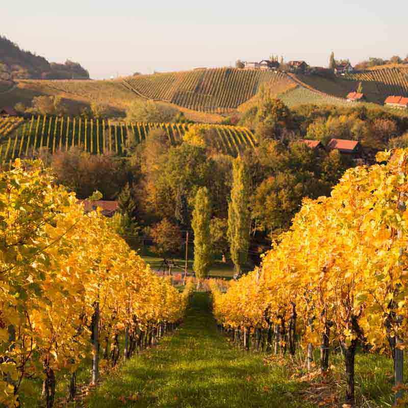 Weinberg in Burgund mit herbstlichen Reben und Landschaft.