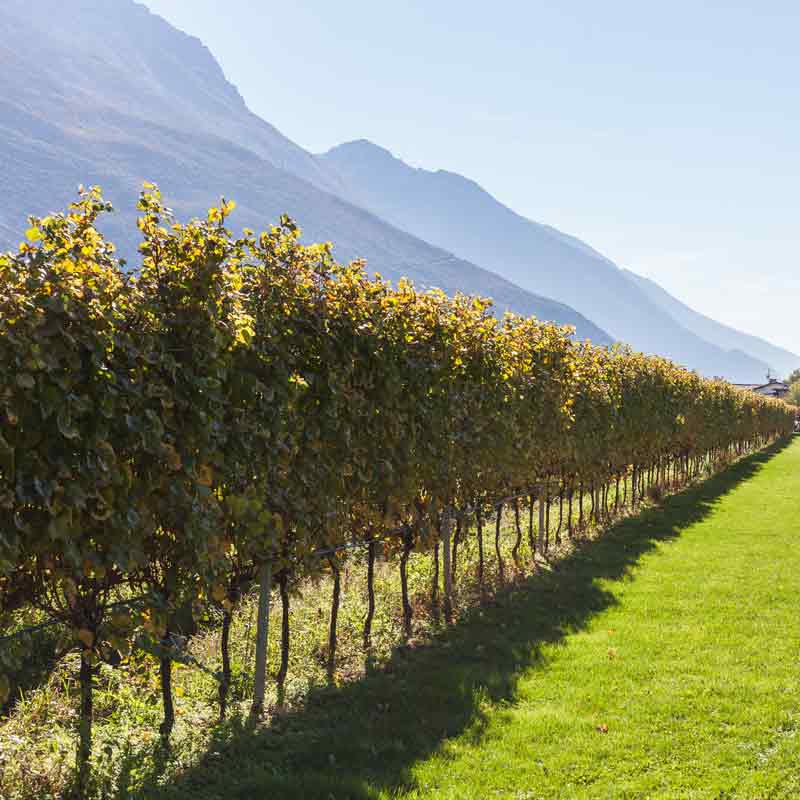 Weinreben in sonniger Landschaft mit Bergen im Hintergrund.