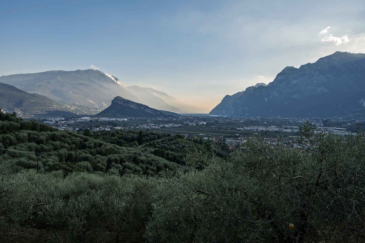 Gardasee Olivenhain in der Morgenstimmung