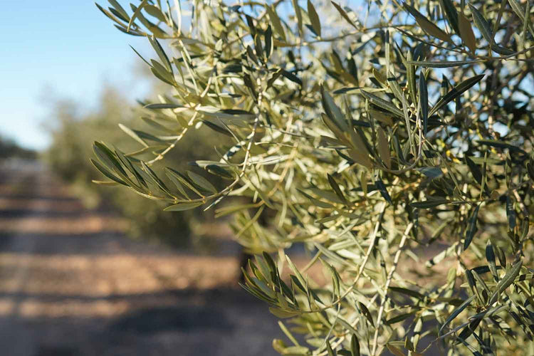 Olivenöl aus Andalusien