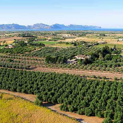 Olivenhain mit Landschaft im Hintergrund.
