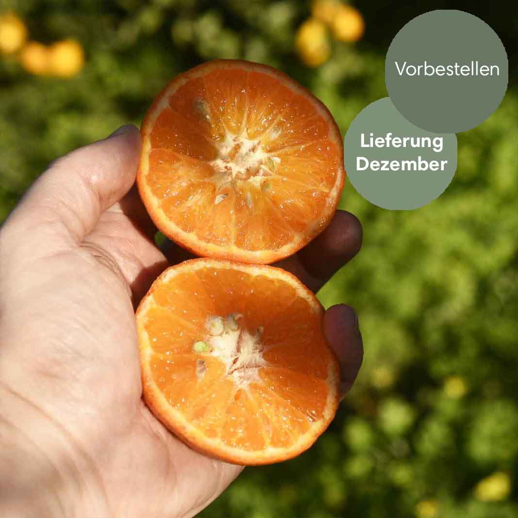 Clementinen Nova aus Sizilien BIO