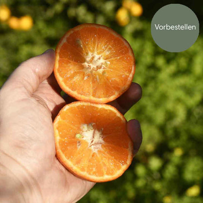 Clementinen Nova aus Sizilien BIO