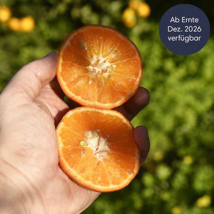 Clementinen Nova aus Sizilien BIO