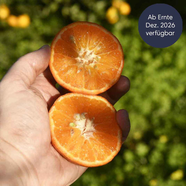 clementine aufbewahren Clementinen Nova aus Sizilien BIO