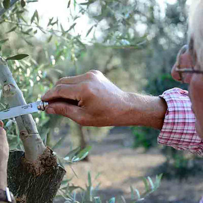 Person schneidet Olivenbaumzweig ab.