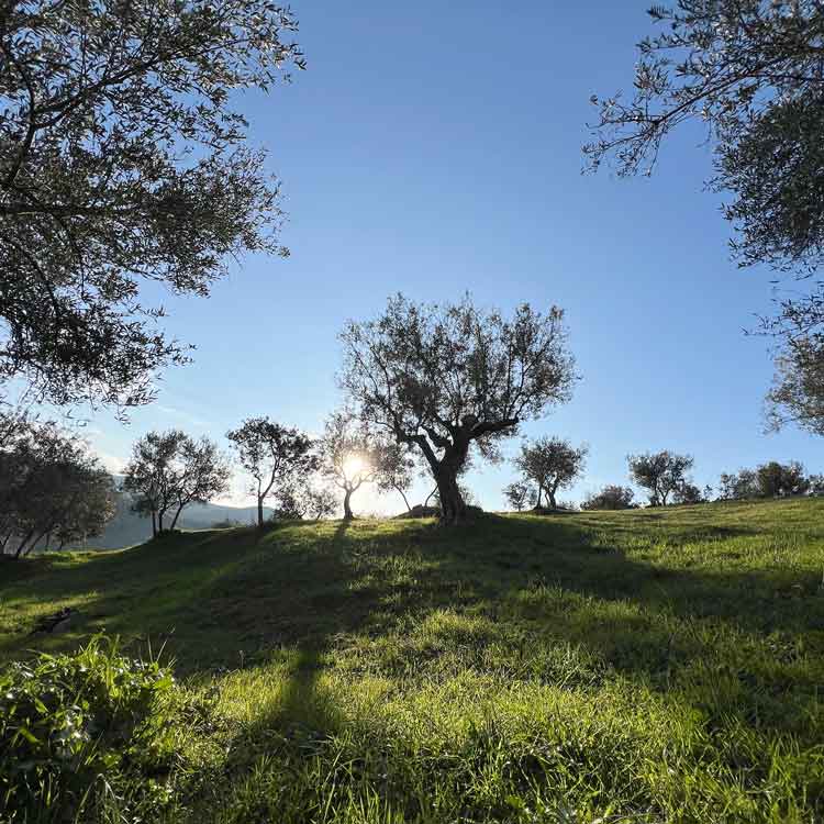 Mikri Elia - Bio-Olivenöl aus Griechenland - Flasche