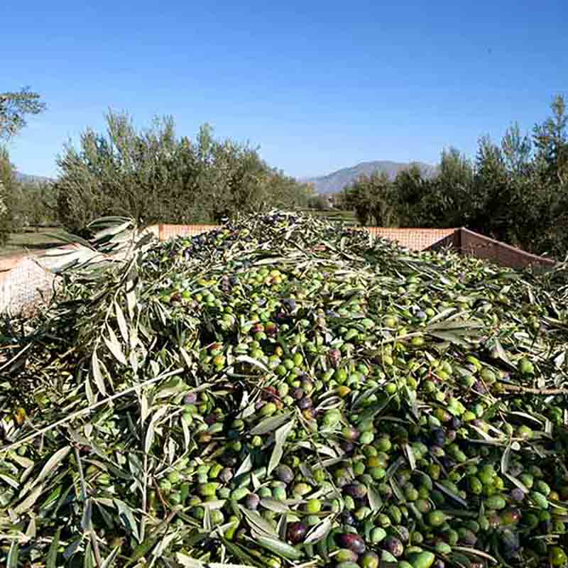 Oliven auf einem Haufen in einer ländlichen Umgebung.