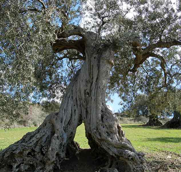 Alter Olivenbaum auf Wiese.