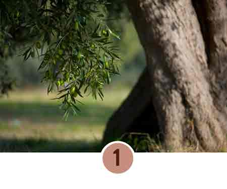 Olivenbaum mit grünen Oliven.