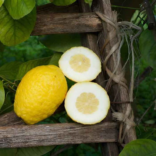 Eine Cedro Zitrone aus Sizilien ist aufgeschnitten. Man sieht die sehr dicke Schale