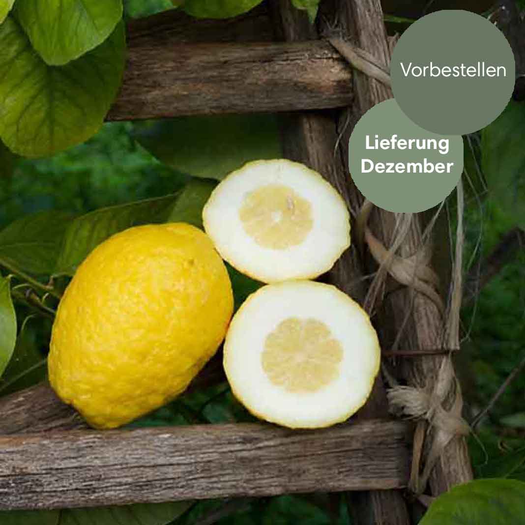 Cedri Zitronen aus Sizilien BIO