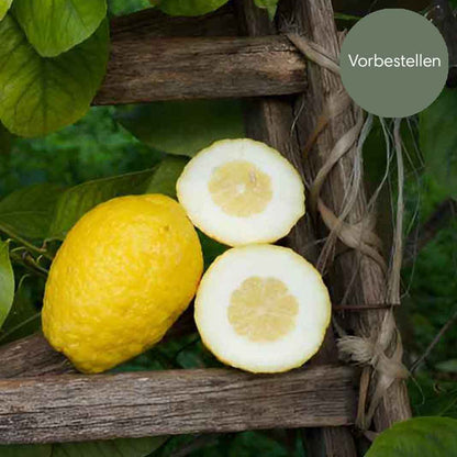 Cedri Zitronen aus Sizilien BIO