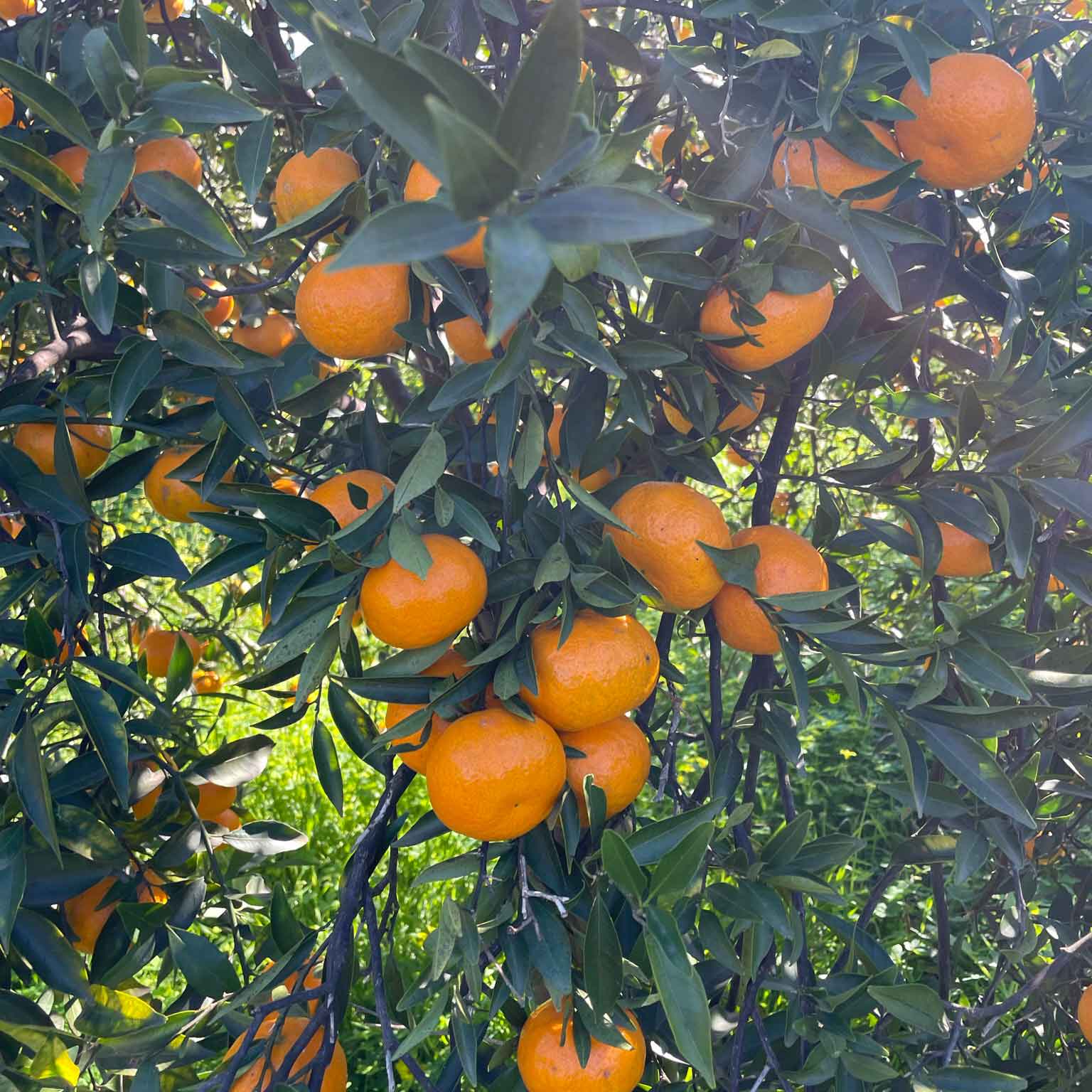 Clementinen am Baum im Hain in Sizilien