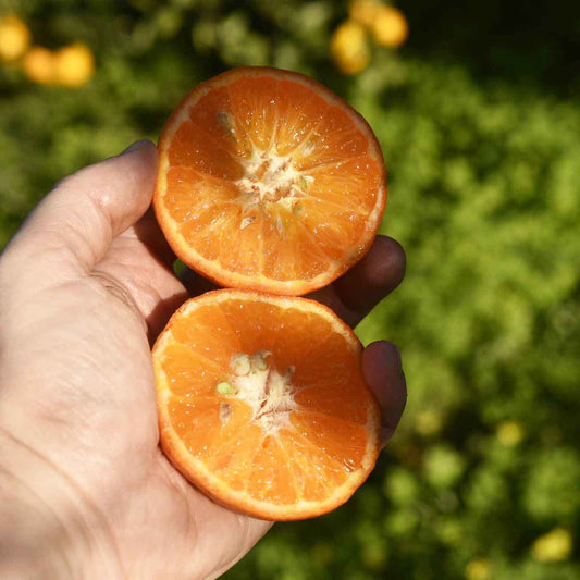 Eine aufgeschnittene Clementine mit Kernen liegt in einer Hand.