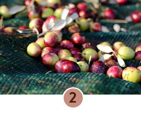 Oliven auf grünem Netz, Ernte im Freien.