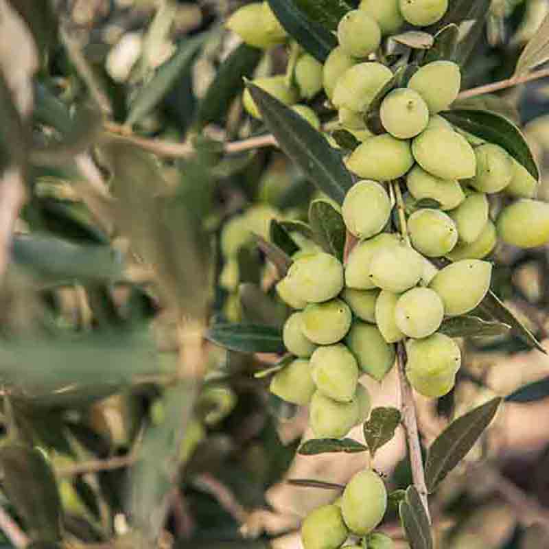 Oliven an einem Olivenbaum, Nahaufnahme, grüne Früchte.