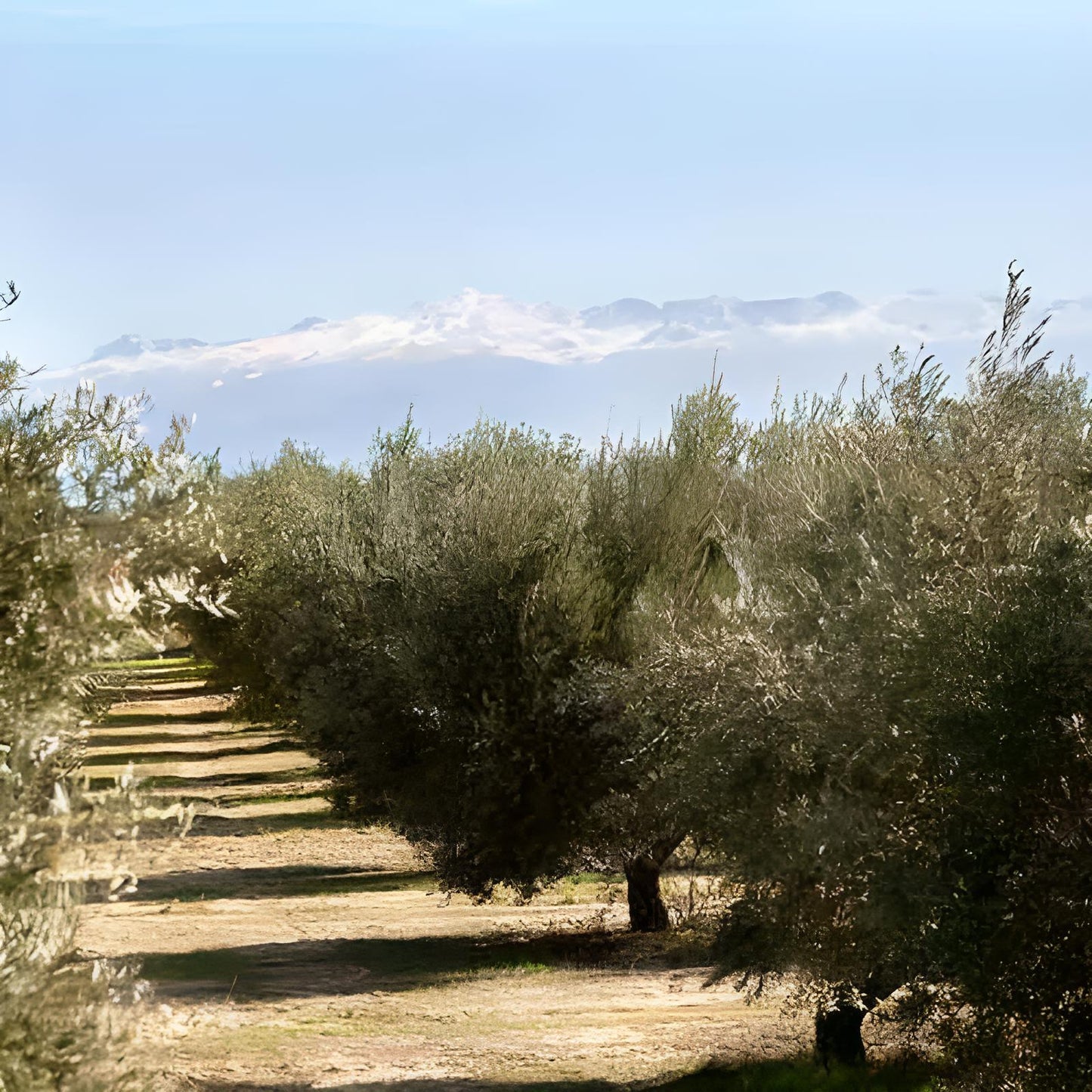 Erste Ernte - Limitierte Edition - OMED