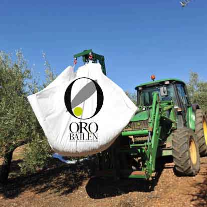 Oro Bailén - Arbequina - natives Olivenöl extra