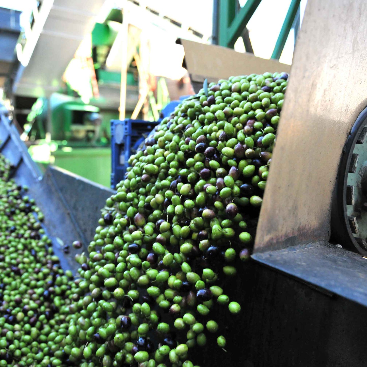 Es werden grüne Oliven geerntet
