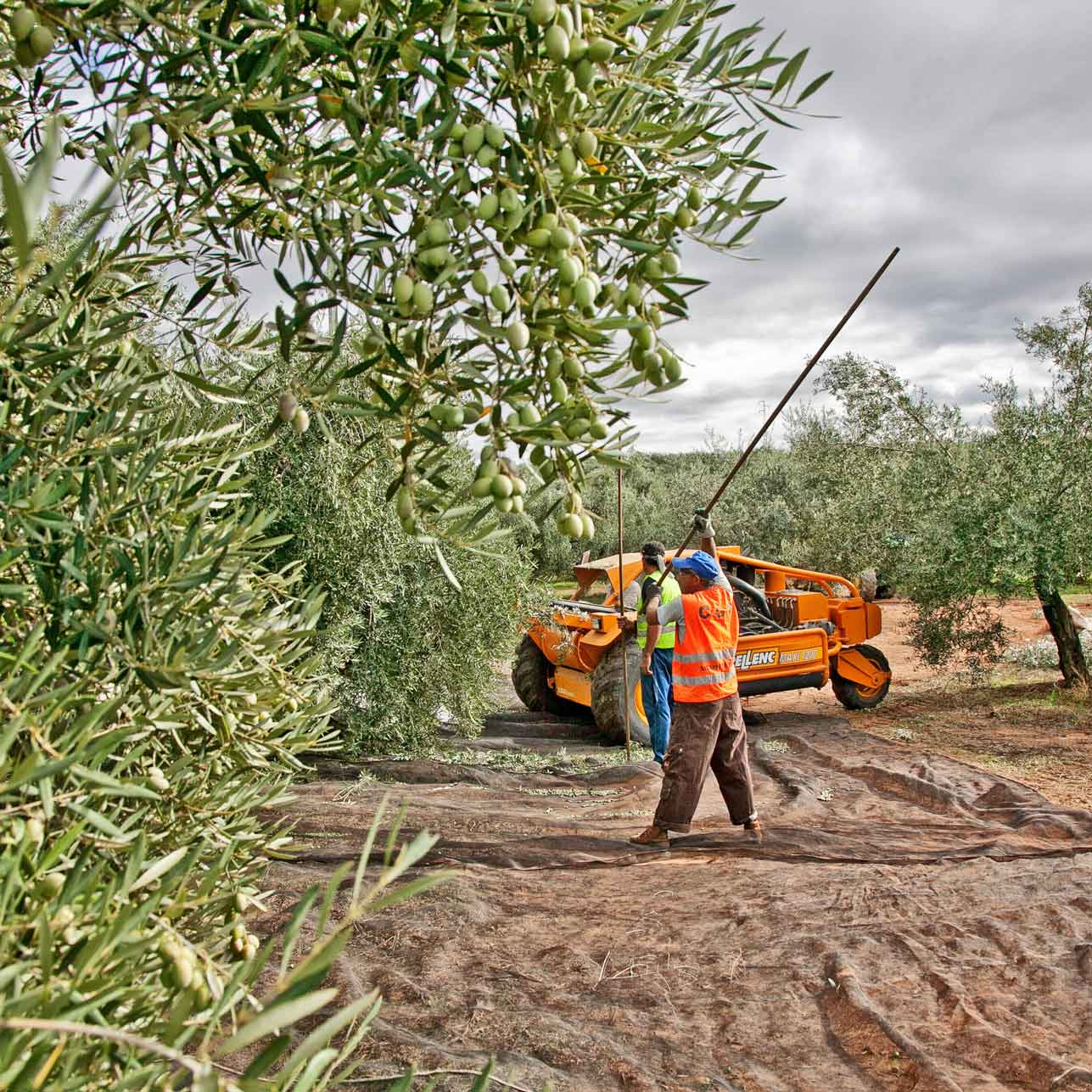 Ernte von Hand bei Oro Bailén