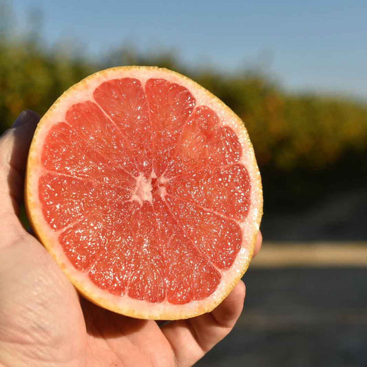 Eine halbe saftige Pink Grapefruit wird in der Hand präsentiert.