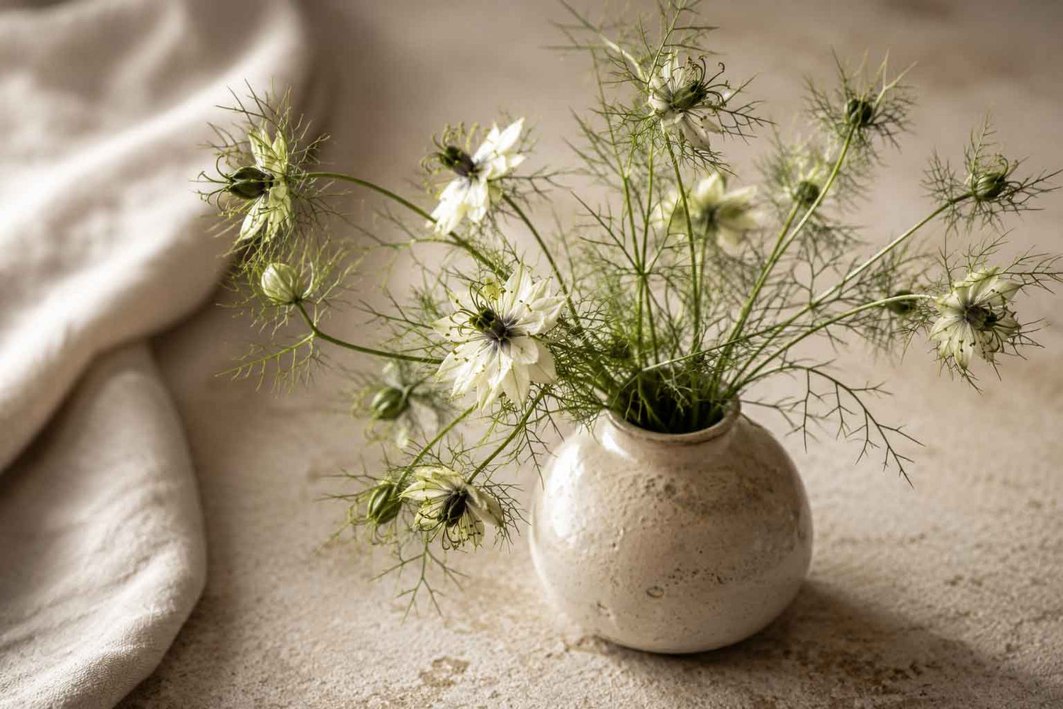 Schwarzkümmel (Nigella sativa) in Blumenvase
