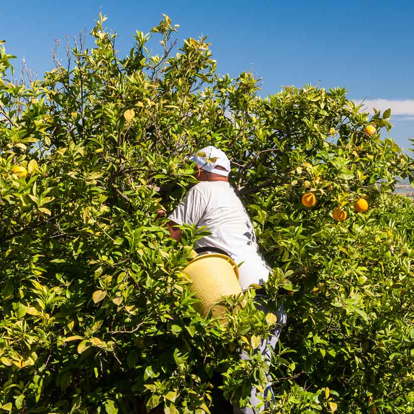 Tarocco Tafelorangen aus Sizilien IGP und BIO