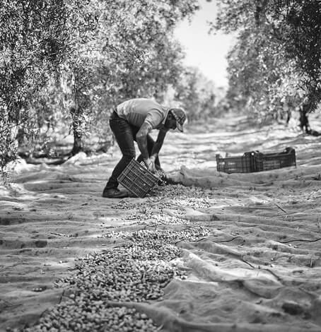 Tenute Librandi natives Olivenöl extra Piepe 1 Liter;Tenute Librandi - Piepo - Bio Olivenöl 750 ml ;Ernte Tenute Librandi;Kalabrien