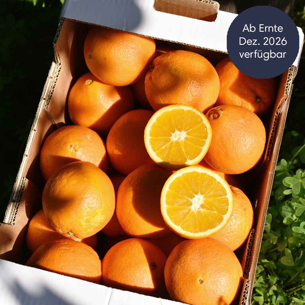 Navel -  BIO Tafelorangen aus Sizilien