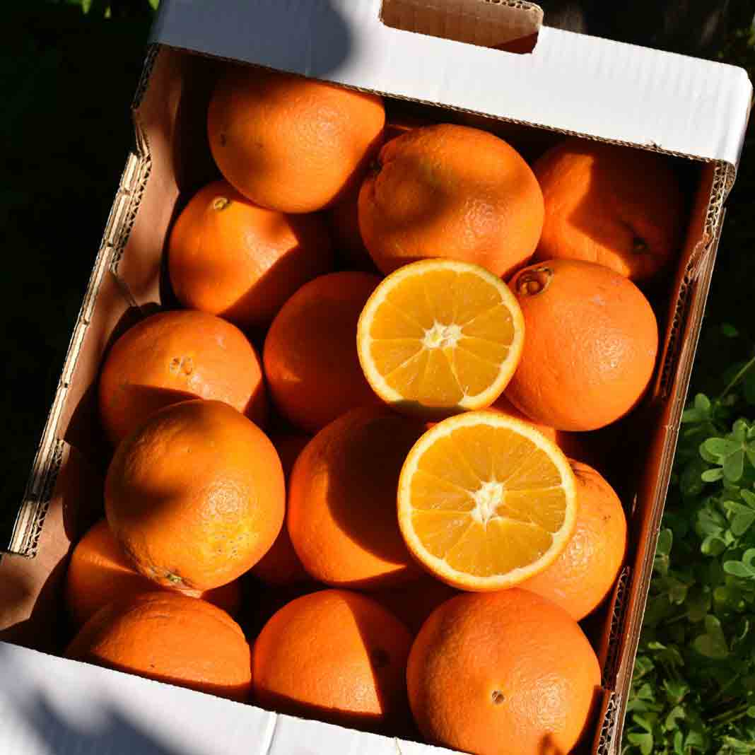 Navel -  BIO Tafelorangen aus Sizilien