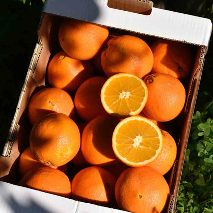Navel -  BIO Tafelorangen aus Sizilien