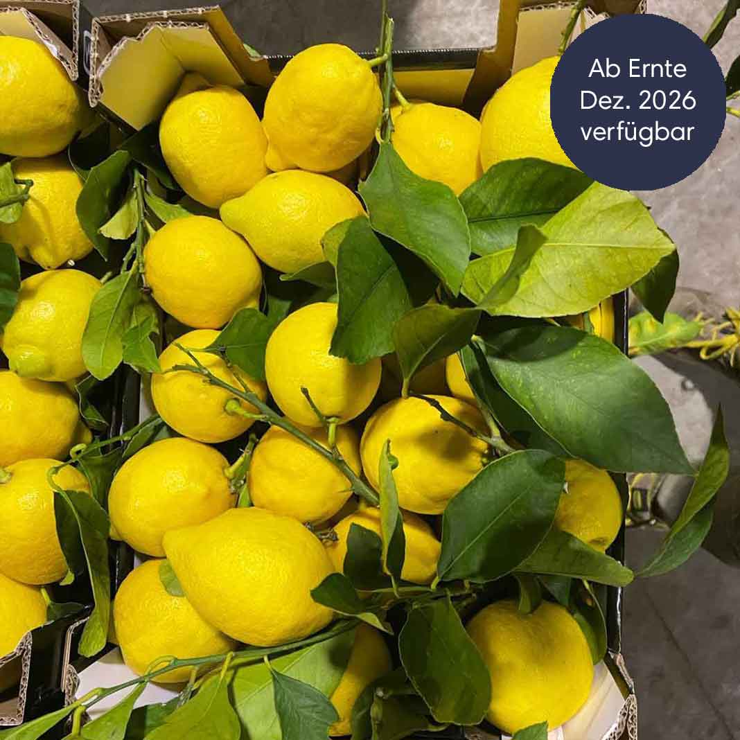 Zitronen Primofiore aus Sizilien BIO