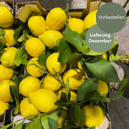 Zitronen Primofiore aus Sizilien BIO
