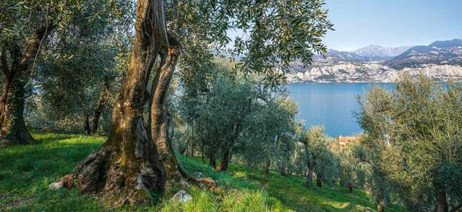 Von frischem Gras bis Katzenurin – Die Aromen guter und schlechter Olivenöle