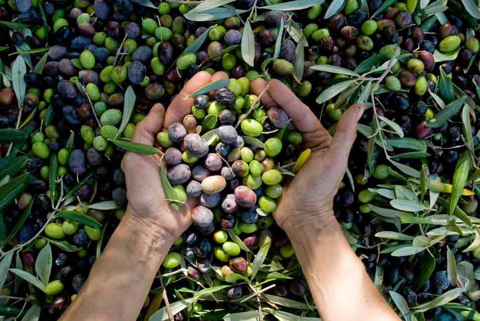 Grüne und violette Oliven: Gleiche Olive im unterschiedlichen Reifestadium